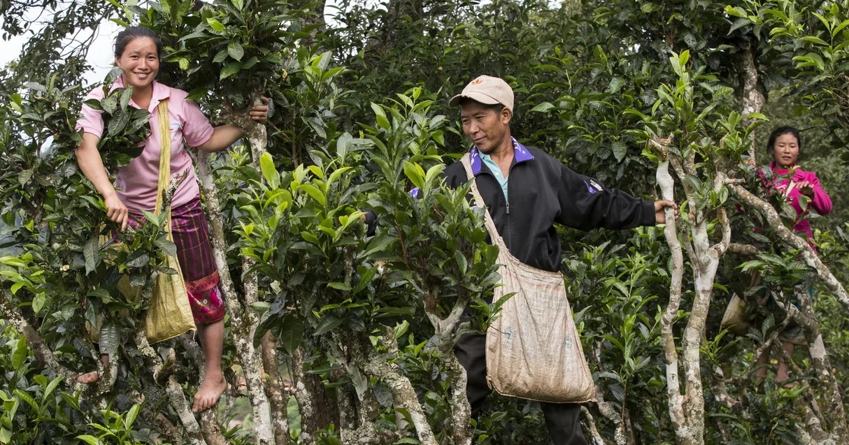 laos-curly-black-harvest-tea-leaf-NepustilTea.cz-OchutnejCaj.cz-SnezCaj.cz-DobreCaje.cz-0