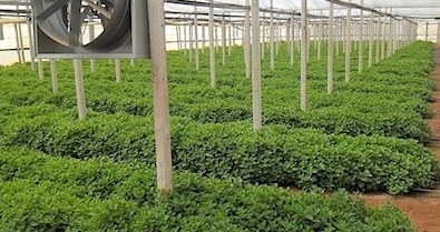 Mint-Farming-in-Polyhouse_upraveno