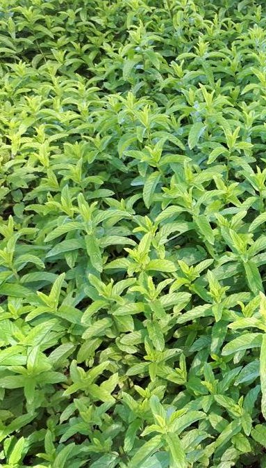 mentha-longifolia-upraveno