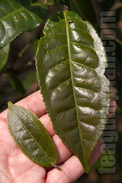 red-leaf-tree-tea-comparison