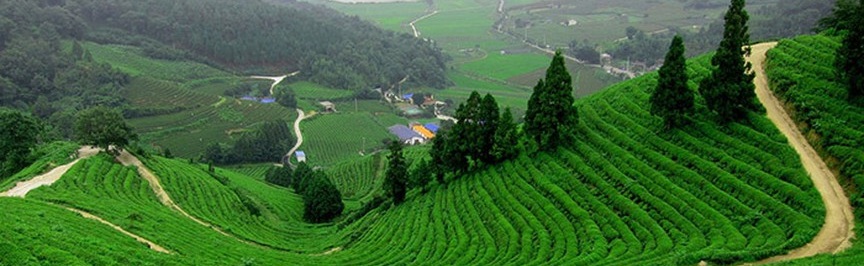 thai_nguyen_tea_plantage