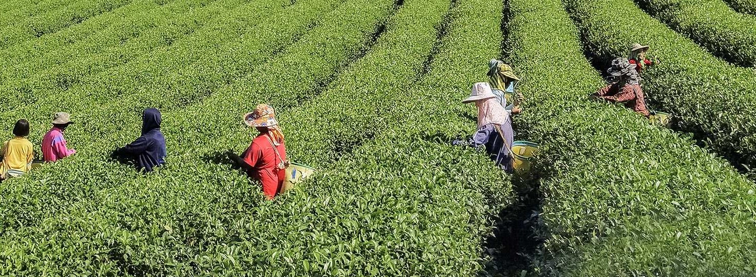 101-Tea-Plantation_zmenseno_prevraceno