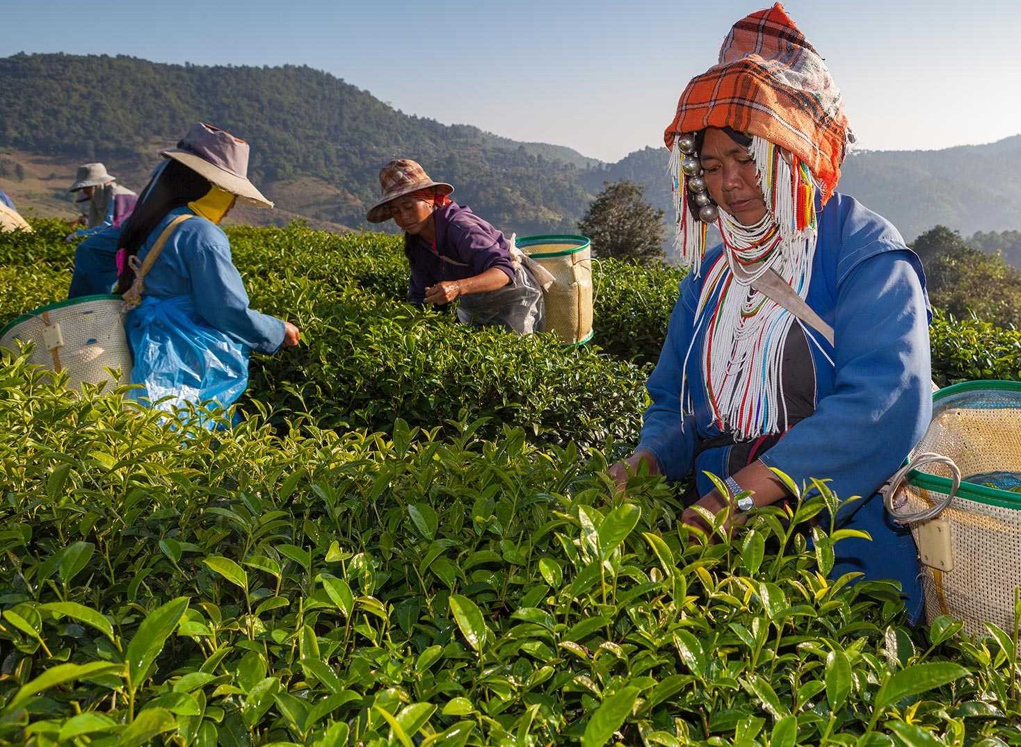Doi-Mae-Salong-Tea-Plantation_zmenseno