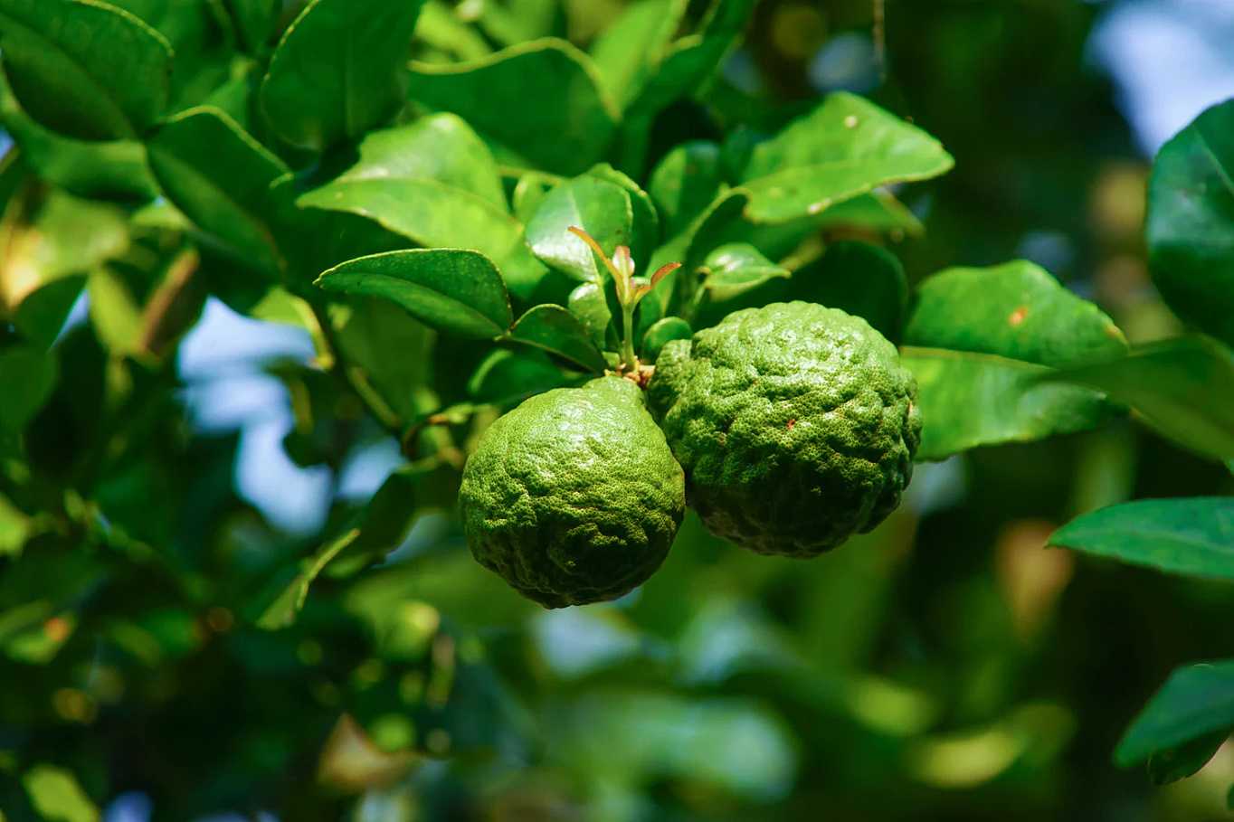 bergamot-fruit-citrus