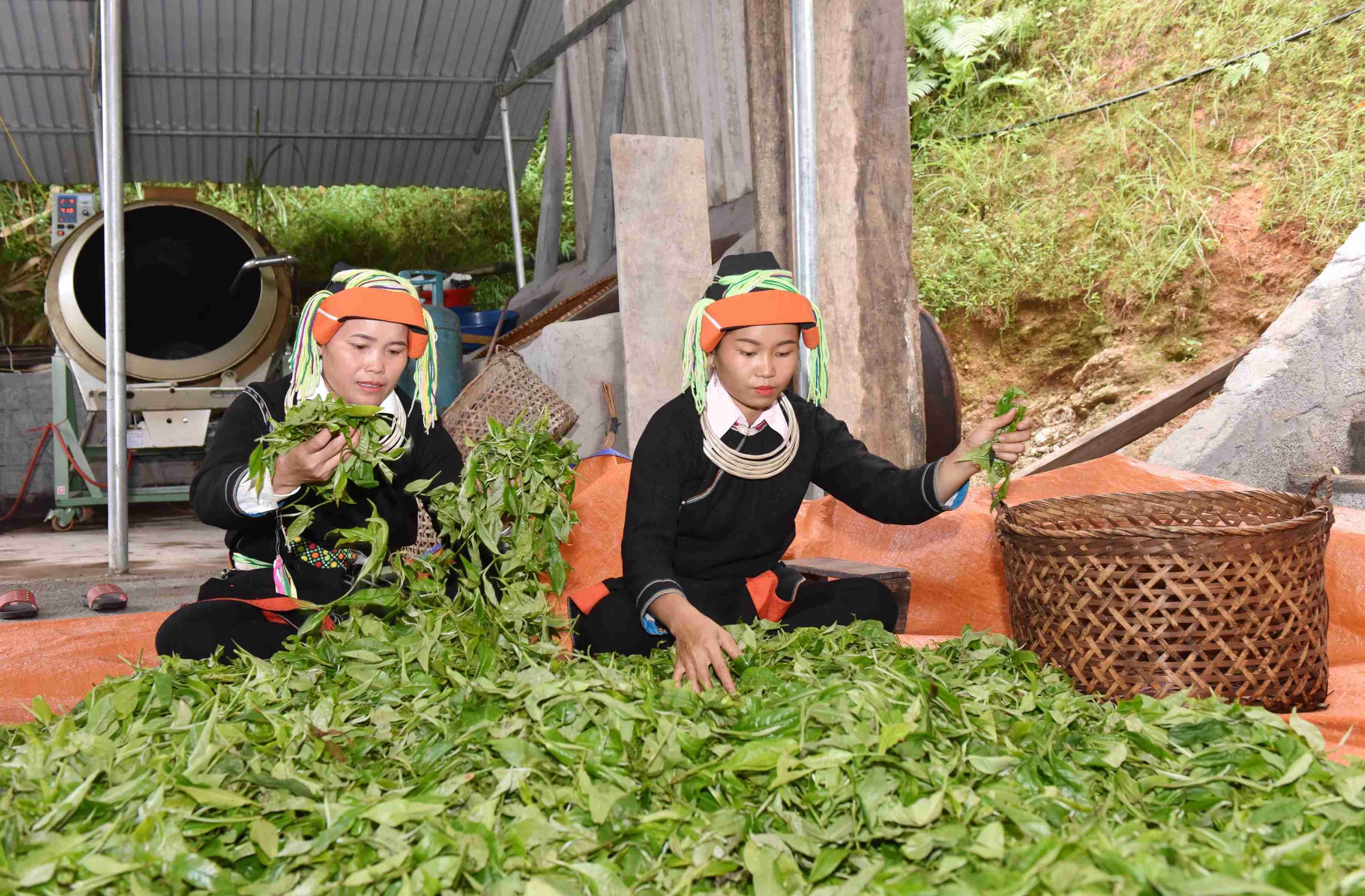 cerny_divoky_shan_tea_ha_giang_03