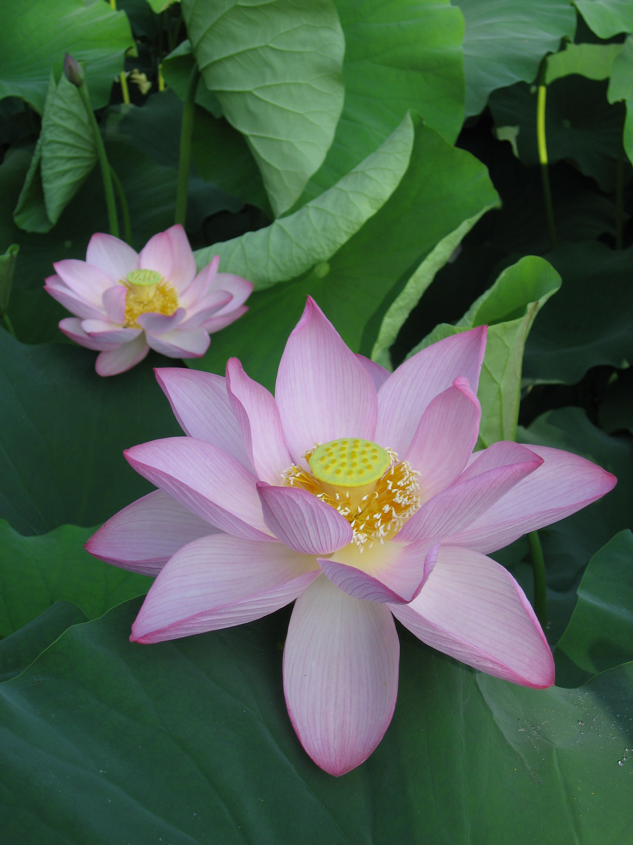 Nelumbo_nucifera_Oga01