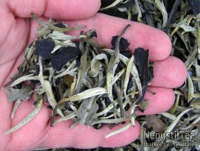 P1010002 NepustilTea.cz Thai Lahu White Tea Moonlight a 01