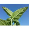 800px Mentha longifolia sl7