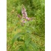 Mentha longifolia 2005.08.02 09.53.56