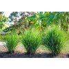 Lemongrass 101 How to grow