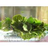 moringa pure 2016 900 01