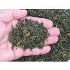 P1010258 NepustilTea.cz mullberry green tea morusovnik a 01