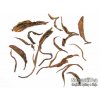 P1010458 NepustilTea.cz Thai black wild tea tips a 03321