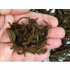 P1010449 NepustilTea.cz Thai black wild tea tips a 03
