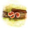 YaoMedica 025 - Reishi 50 ml