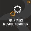 pictureprovider.aspx?z=300&path=1055251%2F9.muscle%20functions
