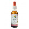 Štětka lesní AF tinktura (Balení 30 ml)