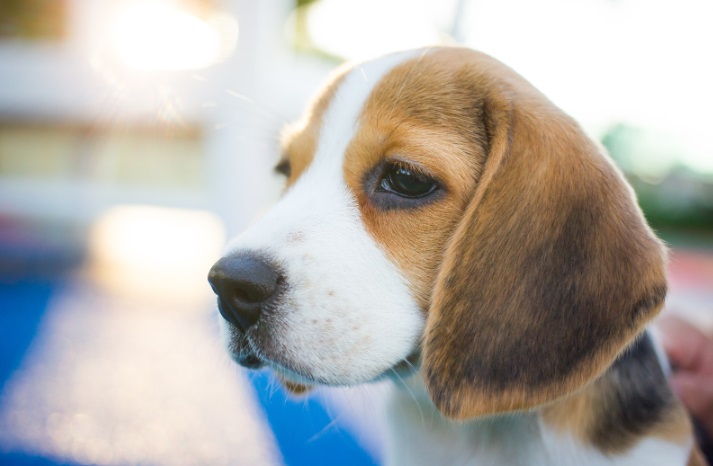 Osudy bíglů v laboratořích