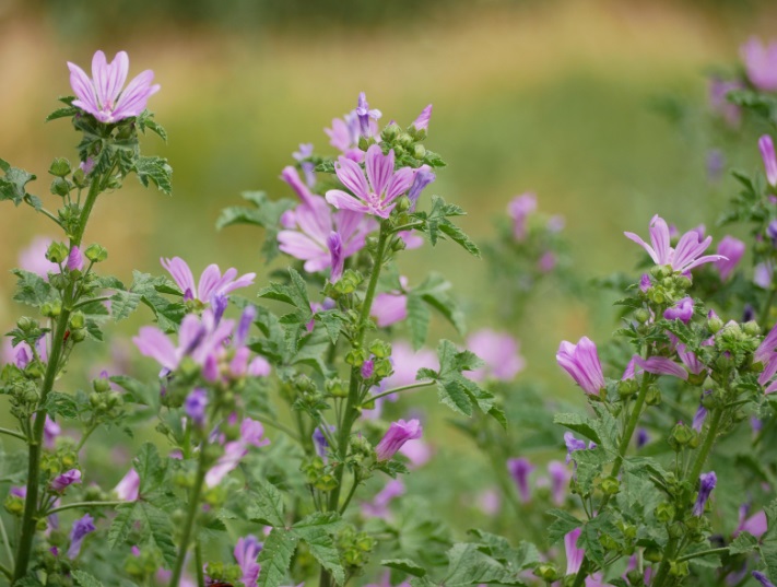 malva