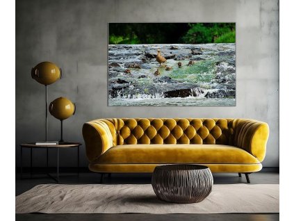 Fauna 09 Kachny d V2