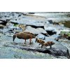 Fauna 05 Kachny