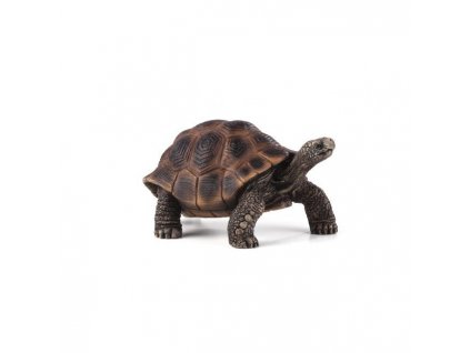 387259 GIANT TORTOISE e1485443639702 540x420