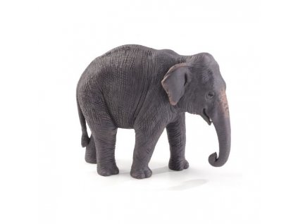 387226 ASIAN ELEPHANT e1485443140493 540x455