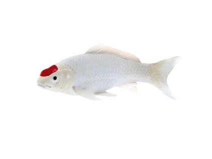 Kapr koi tancho