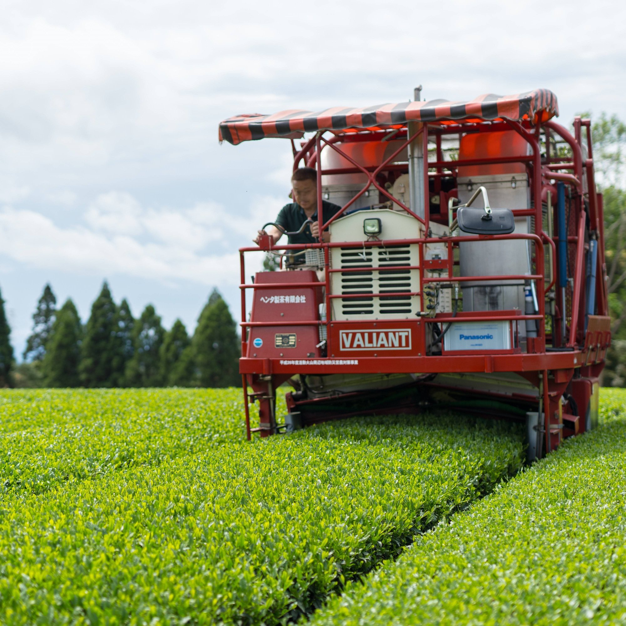 Původ a produkce matchy