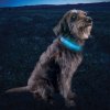 Nabíjecí svítící kryt Nite Ize NiteDog® Rechargeable LED Collar Cover Disc O Select™ (15)