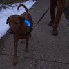 Nabíjecí svítící kryt Nite Ize NiteDog® Rechargeable LED Collar Cover Disc O Select™ (3)