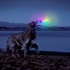 Létající disk talíř Nite Ize Flashflight® Dog Discuit™ LED Flying Disc (3)