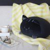 188521 4 polstar kitty cerne kocka polyester s 5 spandexu balvi