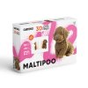 Maltipoo 8