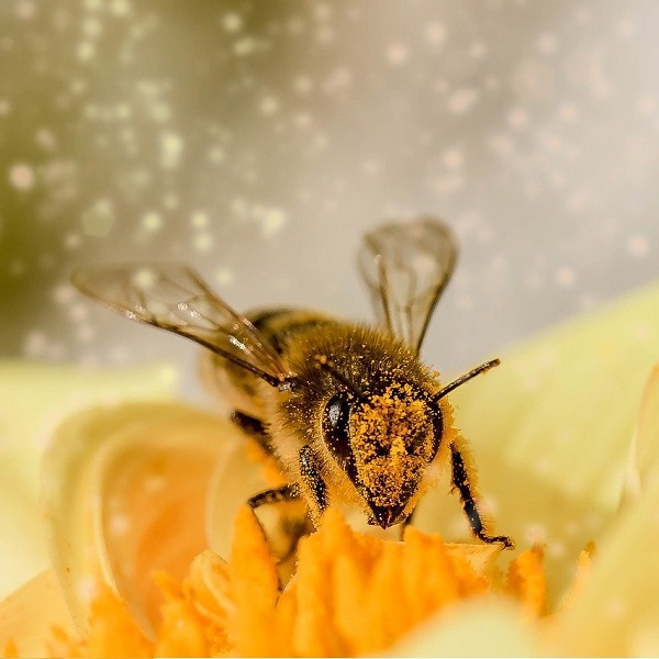 Tipps zur Luftreinigung bei Problemen mit Pollen