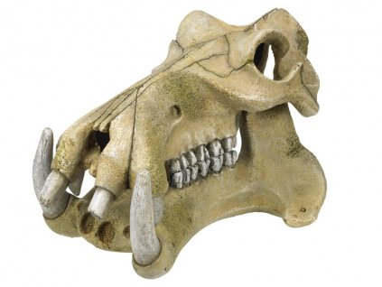 Dekorácia do akvária z polyresinu Nobby Hippopotamus skull 23,3cm - Lebka hrocha