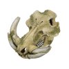 Dekorácia do akvária z polyresinu Nobby Warthog skull 19,3cm - Lebka prasaťa bradavičnatého
