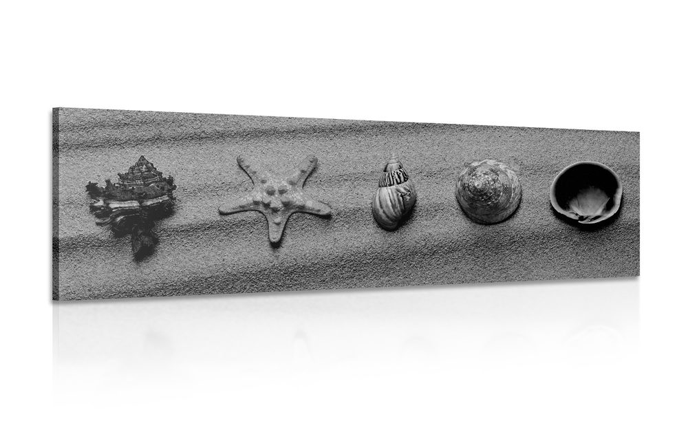 Obraz mušle na piesočnatej pláži v čiernobielom prevedení Varianta: 120x40