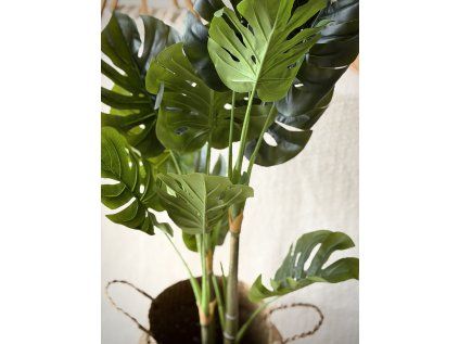 Umělá Monstera