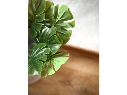Listy mini Monstera