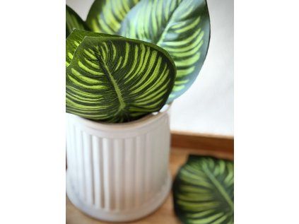 Listy Calathea