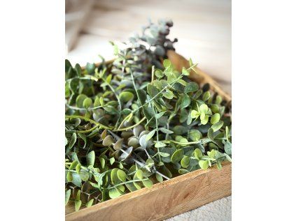 Větvičky Eucalyptu