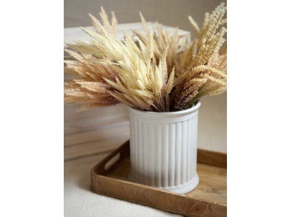 Pampová tráva pevná