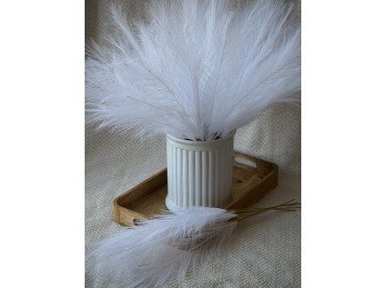 Pampová tráva bílá