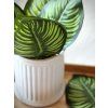 Listy Calathea