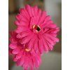 Květina Gerbera