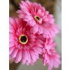 Květina Gerbera