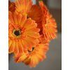 Květina Gerbera