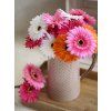 Květina Gerbera