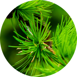 pf-4d2072db--Larch1